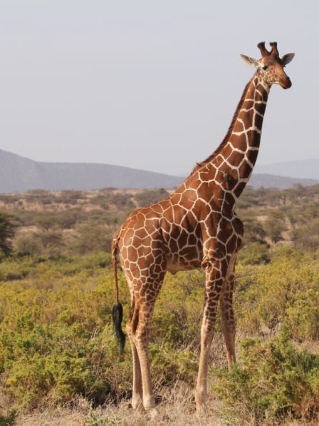 Kenya - Lone Giraffe Watching on a Hill